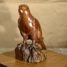 Load image into Gallery viewer, Thomas Suby with Ramon D.C., &quot;American Kestrel&quot;

