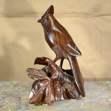 Load image into Gallery viewer, Thomas Suby with Ramon D.C., &quot;Steller&#39;s Jay&quot;
