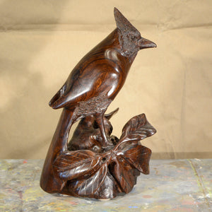 Thomas Suby with Ramon D.C., "Steller's Jay"