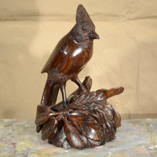 Load image into Gallery viewer, Thomas Suby with Ramon D.C., &quot;Steller&#39;s Jay&quot;
