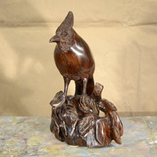Load image into Gallery viewer, Thomas Suby with Ramon D.C., &quot;Steller&#39;s Jay&quot;
